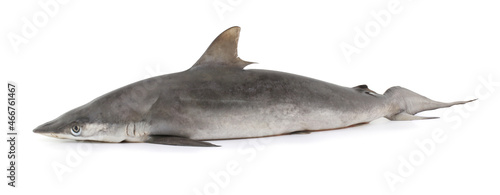 Grey Nurse Shark isolated on white background.