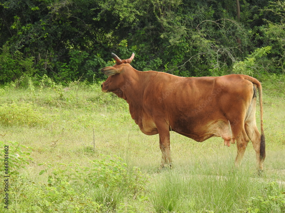 Cattle in green grass field, country side