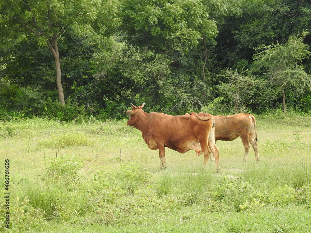 Cattle in green grass field, country side Cattle in green grass field, country side