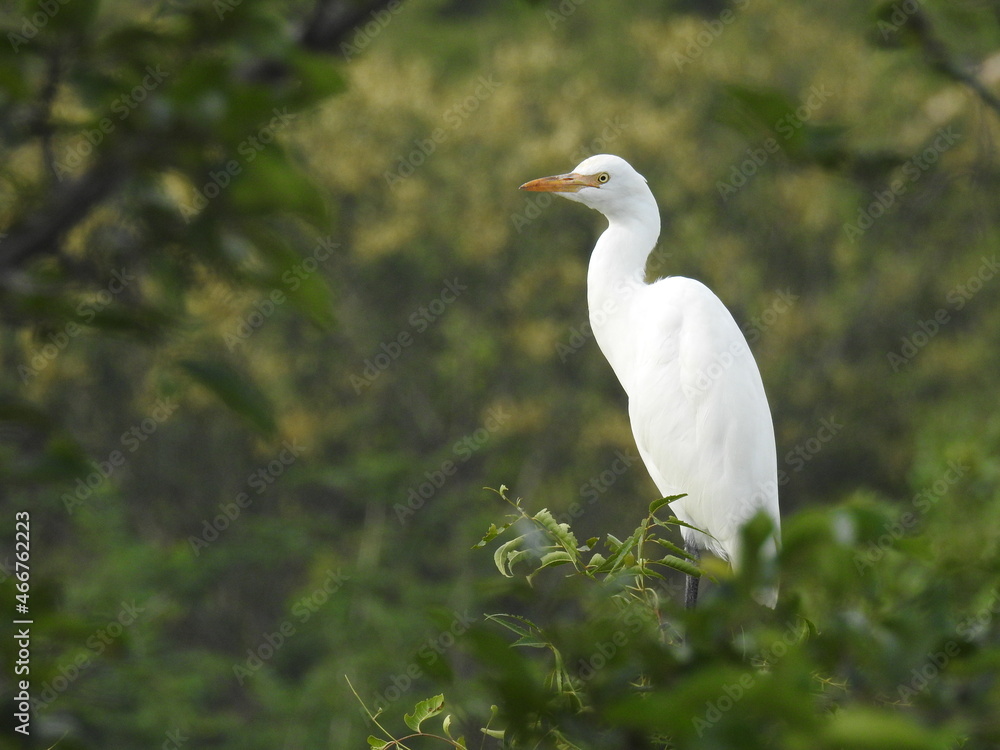 white bird with long neck, Heron in Grass land, White bird with green nature background. white bird with long neck, Heron in Grass land, White bird with green nature background.