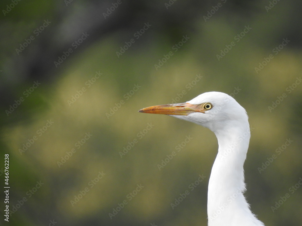 white bird with long neck, Heron in Grass land, White bird with green nature background. white bird with long neck, Heron in Grass land, White bird with green nature background.