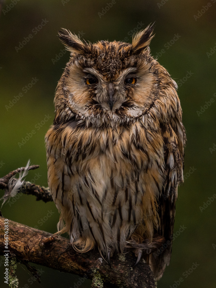 Naklejka premium Waldkauz