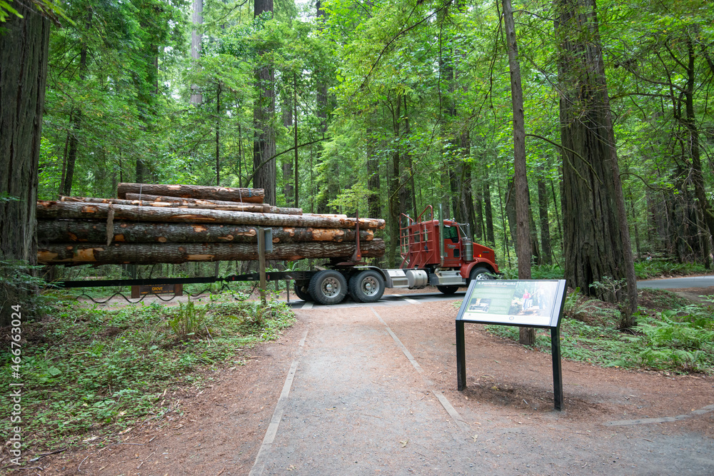 ironic lumber truck in a protected redwood forest. ironic lumber truck in a protected redwood forest.