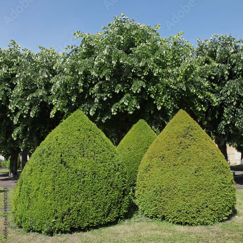 Ifs taillés	 en boules pointues dans un espace vert photo