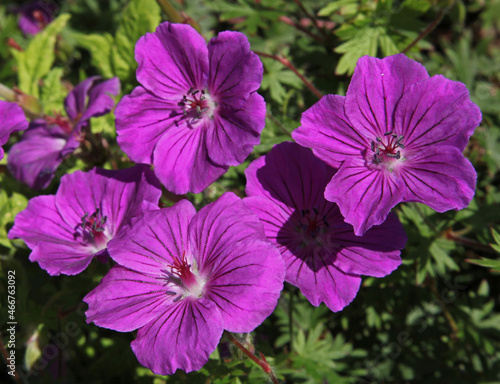 Géranium vivace mauve