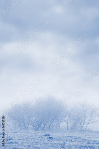 Winter landscape with trees in the fog and cloudy sky