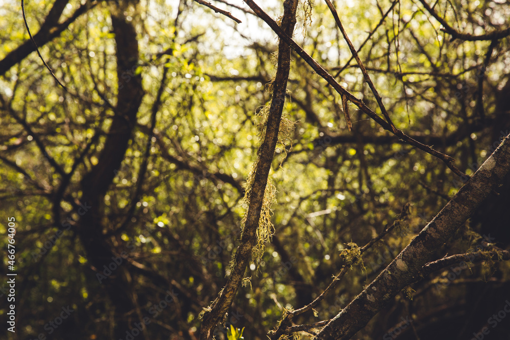 Fototapeta premium Sun shining through trees