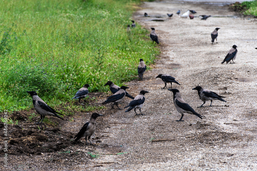 Fototapeta premium Hooded crow, Eurasian bird species in the genus Corvus.