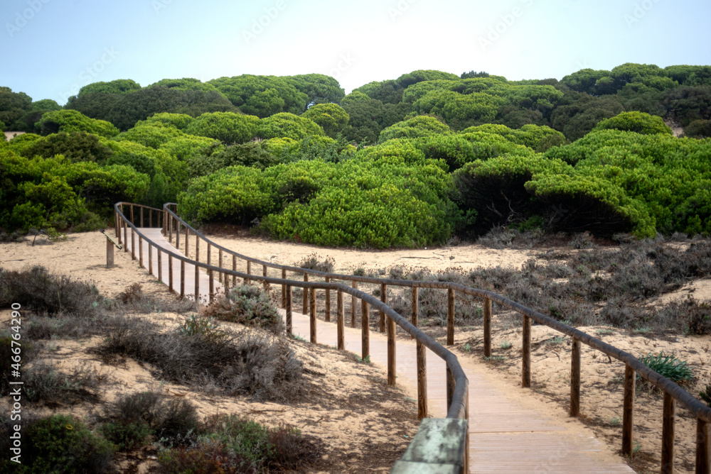 wooden walkway between the pines to reach the beach