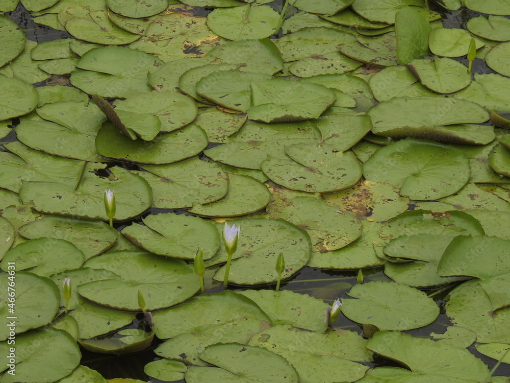 Floating vegetation on water. Water Lily flowers and leaves, Lilly leaf's background. Floating vegetation on water. Water Lily flowers and leaves, Lilly leaf's background.