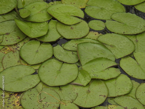 Floating vegetation on water. Water Lily leaves, Lilly leaf's background. 