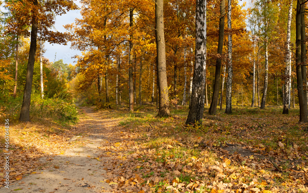 A sandy trail in a young autumn forest. Świętokrzyskie, Poland.