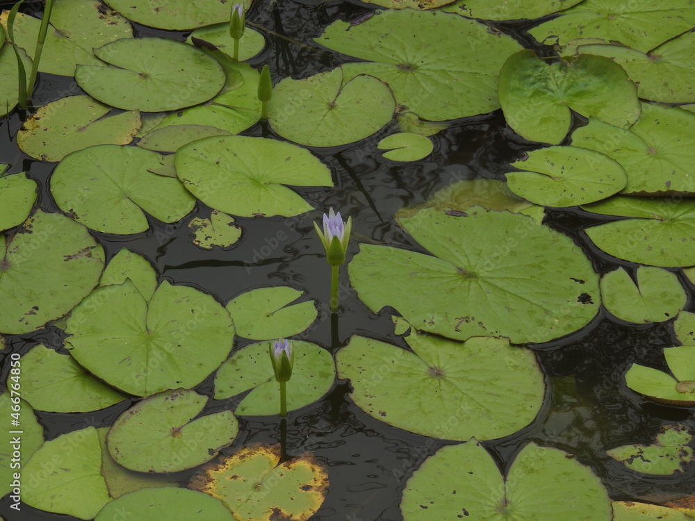 Floating vegetation on water. Water Lily flowers and leaves, Lilly leaf's background. Floating vegetation on water. Water Lily flowers and leaves, Lilly leaf's background.