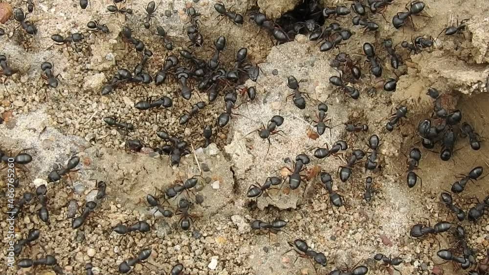 Black common ants (Camponotus compressus) native to india Black common ants (Camponotus compressus) native to india