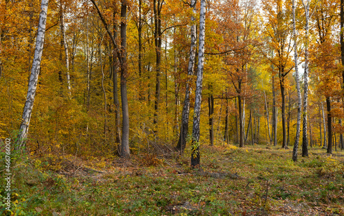 Young forest in the autumn. Świętokrzyskie, Poland.