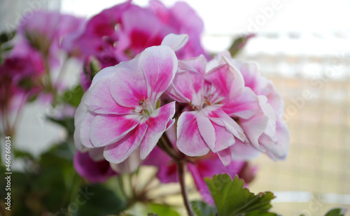 Pink and white pelargonium flowers close up 