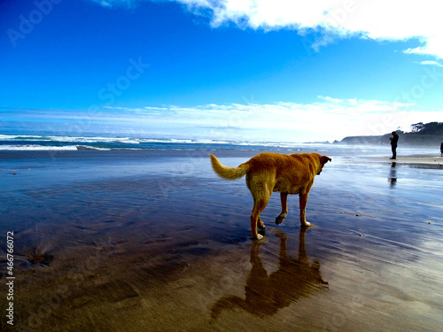 Perro paseando en playa chilena, de fondo un hombre viendo el panorama. 