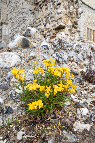 Yellow wallflowers growing on a ruined wall at Binham Priory , Norfolk UK photo