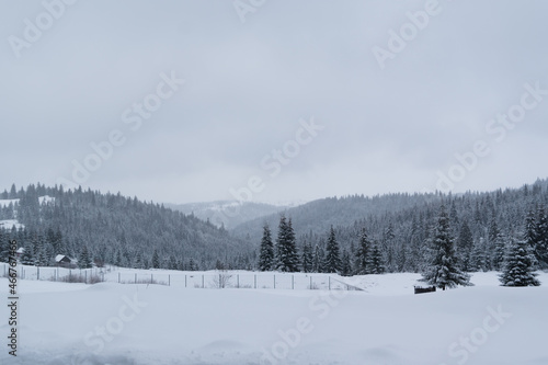 Landscape of a snowed in valley on a snowy day with beautiful view of a pine forest covered in snow. © Andrei