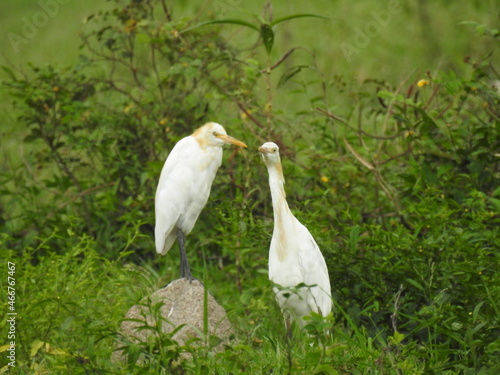 white herons in the grass