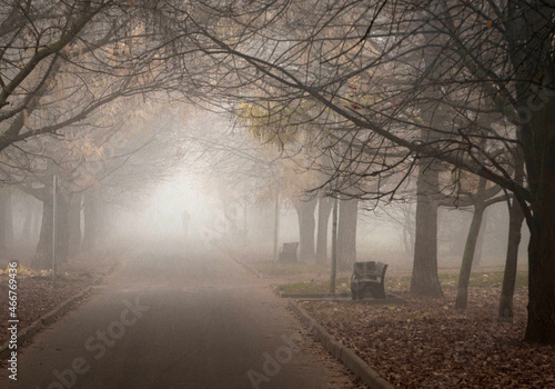fog in the park
