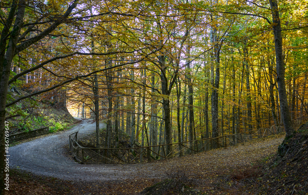 Fototapeta premium forest with beeches trees in autumn