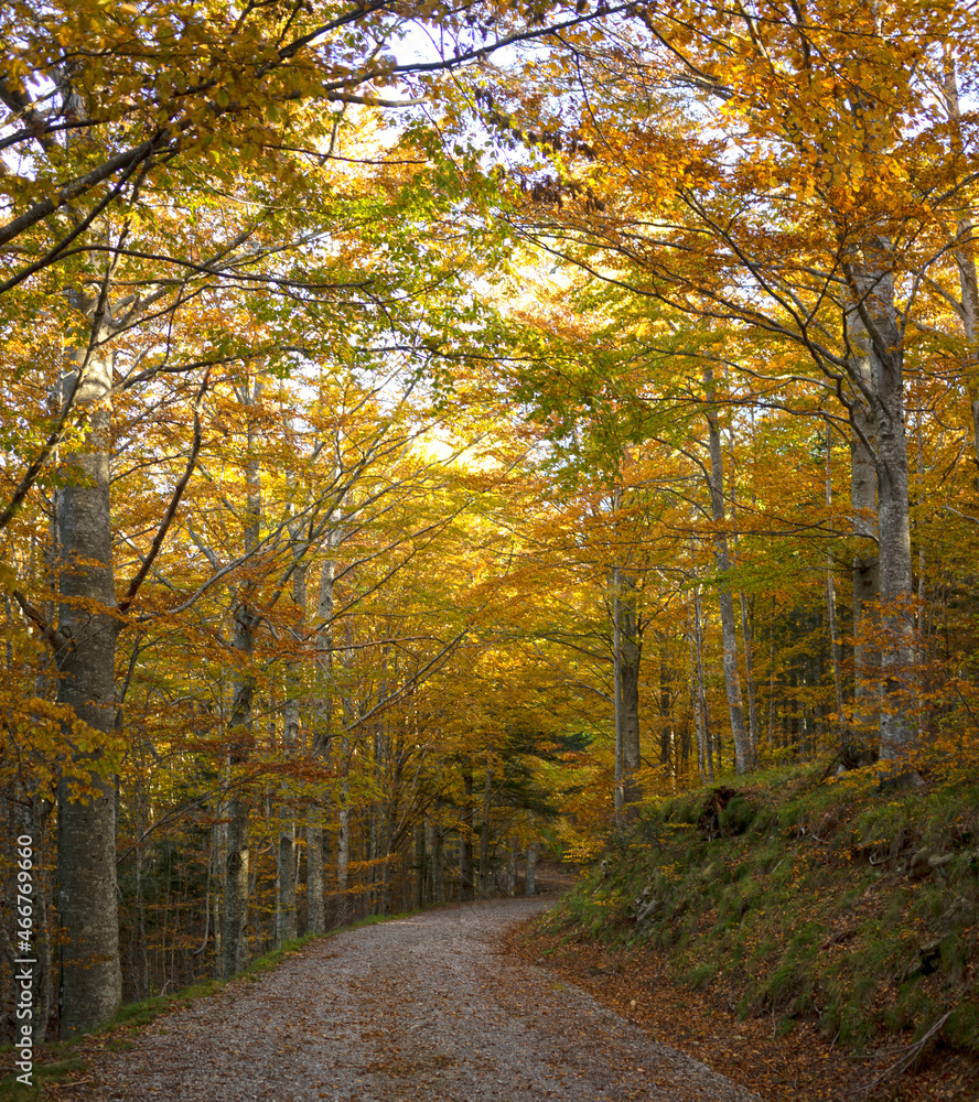 forest with beeches trees in autumn