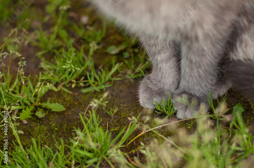 gray furry cat paws close up on the ground with grass breaking through