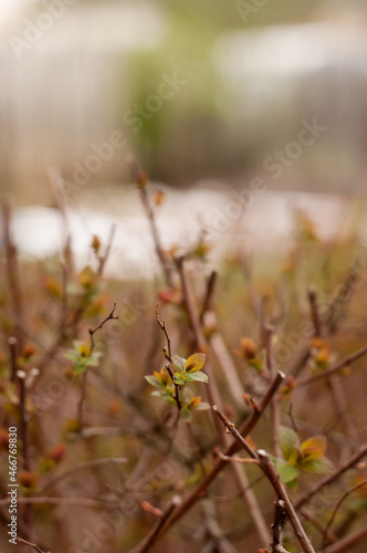 blooming leaves on a shrub in spring with a blurred background