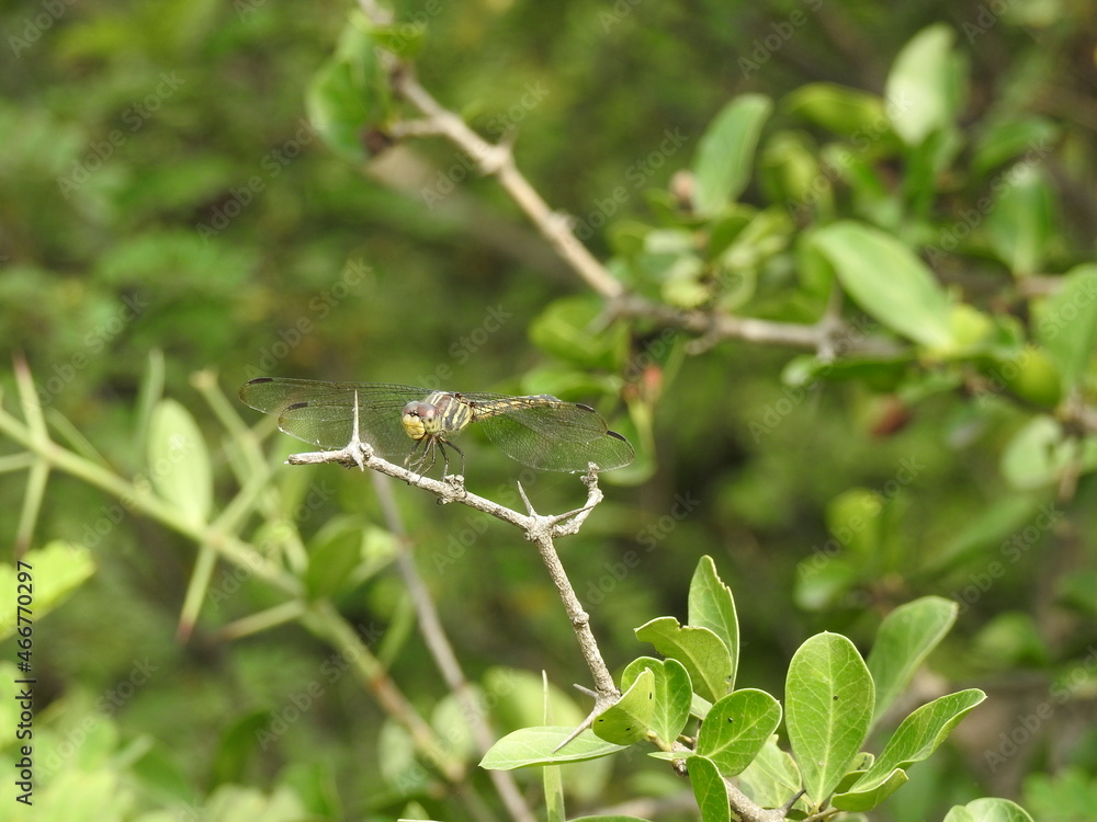 Golden Ringed Dragonfly. Dragon Fly in Rest, Dragonfly resting on a plant twig Golden Ringed Dragonfly. Dragon Fly in Rest, Dragonfly resting on a plant twig