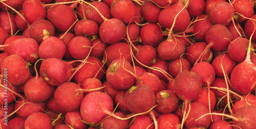 A lot of red radishes, texture background. Pile of fresh ripe radish pattern, high quality photo A lot of red radishes, texture background. Pile of fresh ripe radish pattern, high quality photo