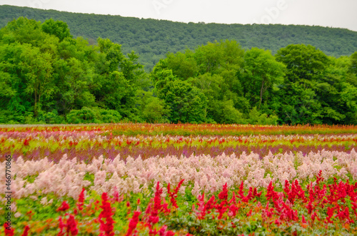 Wallpaper Mural Field of Flowers Torontodigital.ca
