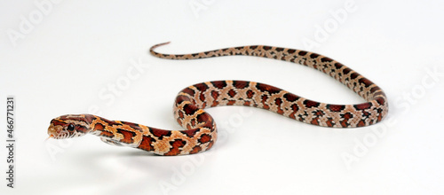 Corn snake // Kornnatter (Pantherophis guttatus)