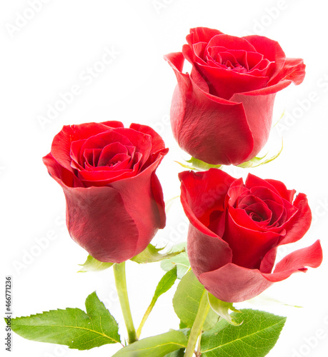 Bouquet roses