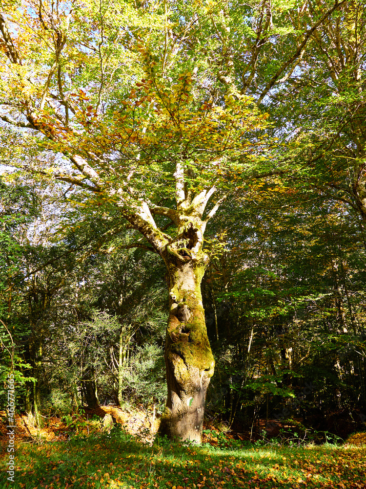 Fototapeta premium Selva Irati en Otoño