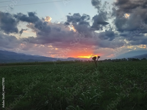 sunset in the field