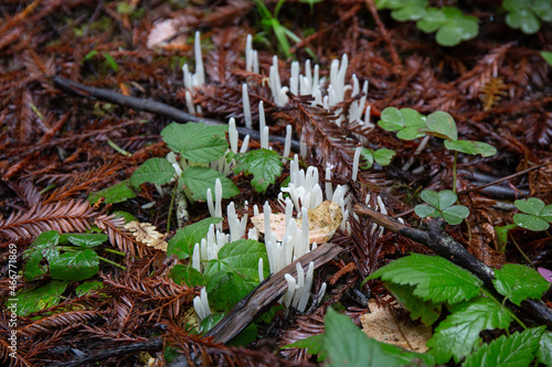 Cluster of Fairy Fingers surrounded by green leaves and fir tree debris growing on the forest floor in the California Redwoods in autumn