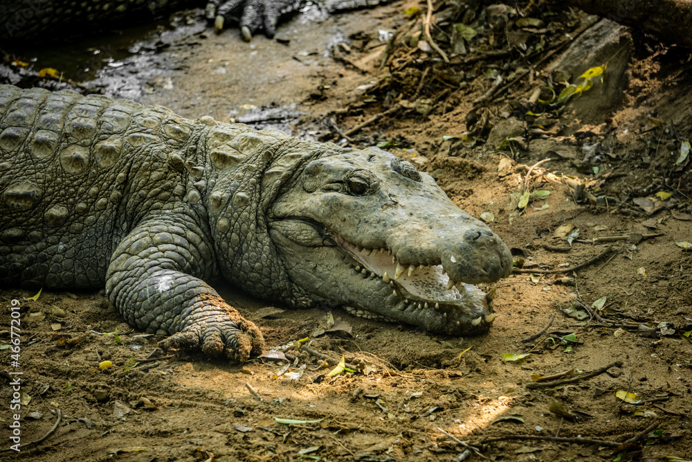 Fototapeta premium Mugger Or Marsh Crocodile Living At The Madras Crocodile Bank Trust and Centre for Herpetology, ECR Chennai, Tamilnadu, South India