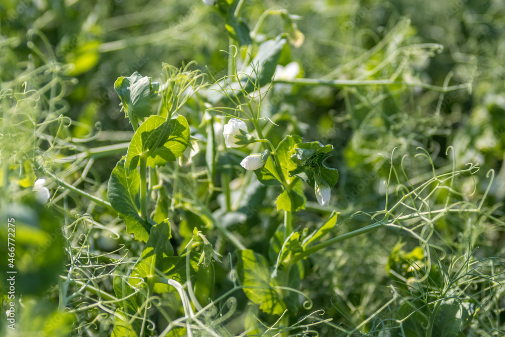 Closeup of field peas Closeup of field peas