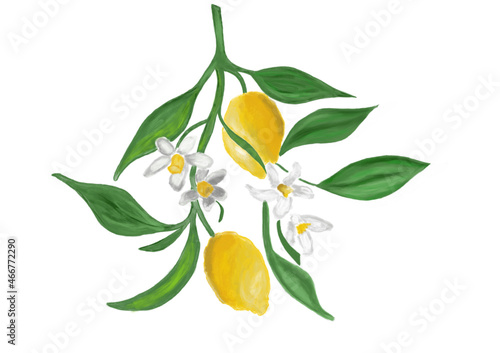 art, artwork, background, beautiful, branch, citric, citrus, color, colorful, design, exotic, flower, food, fresh, freshness, fruit, garden, graphic, illustration, isolated, juice, juicy, leaf, leaves