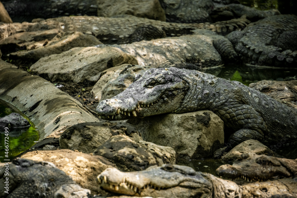 Mugger Or Marsh Crocodile Living At The Madras Crocodile Bank Trust and Centre for Herpetology, ECR Chennai, Tamilnadu, South India Mugger Or Marsh Crocodile Living At The Madras Crocodile Bank Trust and Centre for Herpetology, ECR Chennai, Tamilnadu, South India