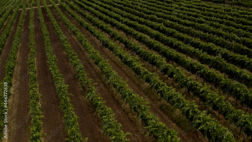 Beautiful winery with a view in Europe, big vineyard with green plants for wine production, nature in the countryside Beautiful winery with a view in Europe, big vineyard with green plants for wine production, nature in the countryside
