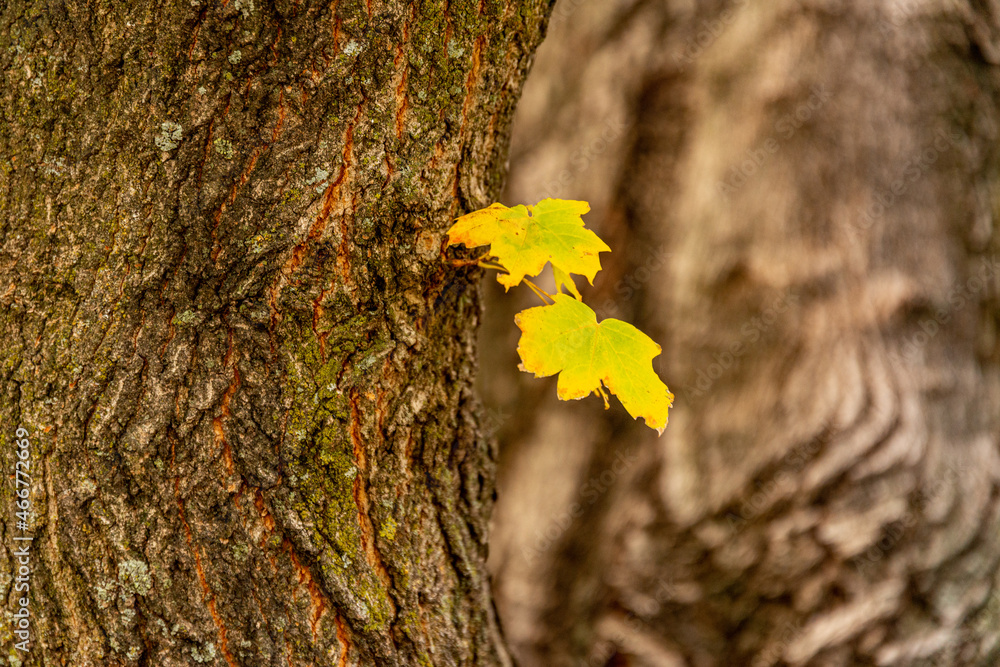 Autumn Oak Tree Leave