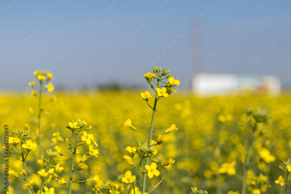Fototapeta premium Closeup of canola plant with small yellow flowers