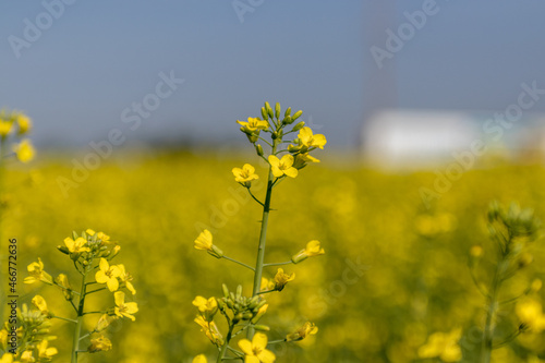 Closeup of canola plant with yellow flowers
