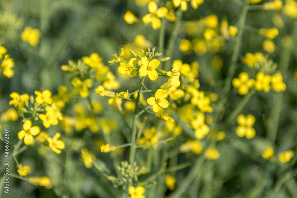 Closeup of canola plant flowers