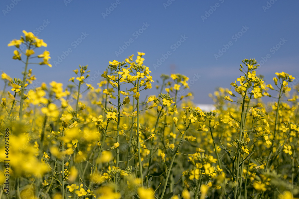 Closeup of flowering canola plants