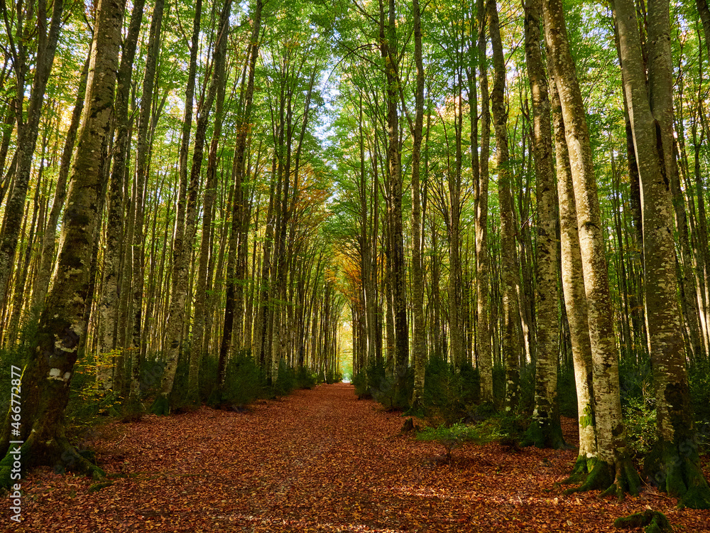 Selva de Irati en Otoño Selva de Irati en Otoño