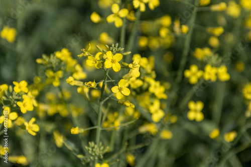 Closeup macro view of canola plant flowering