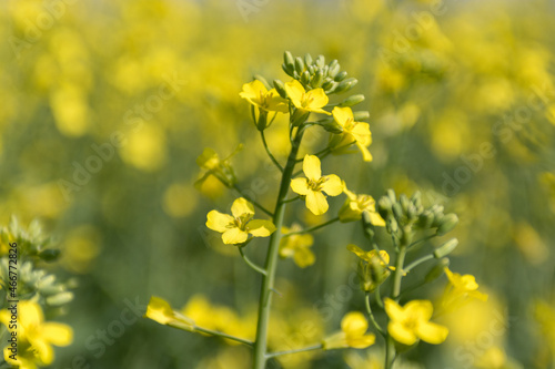 Macro view of flowers on canola plant